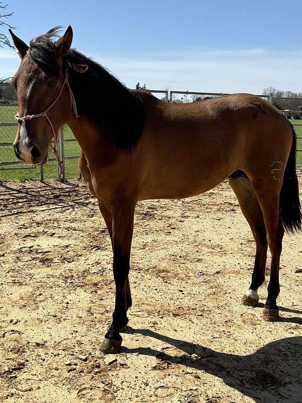 sorrel-andalusian-for-sale