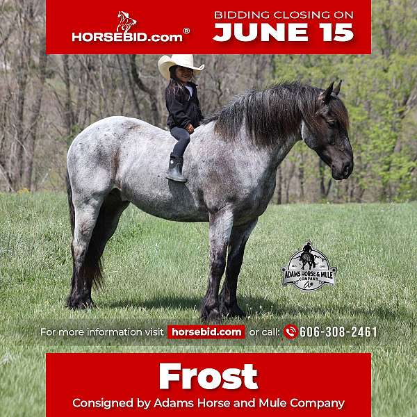 all-around-draft-horse