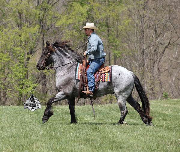 athletic-draft-horse