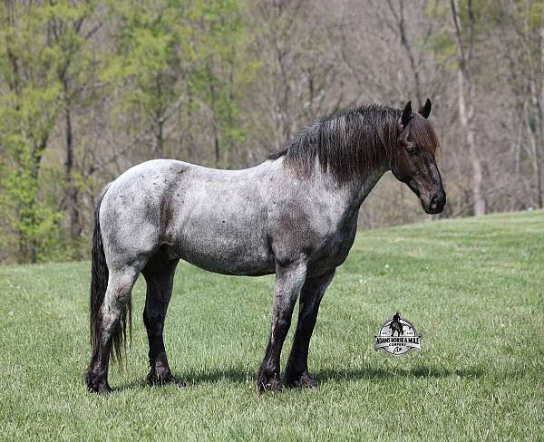 flashy-draft-horse