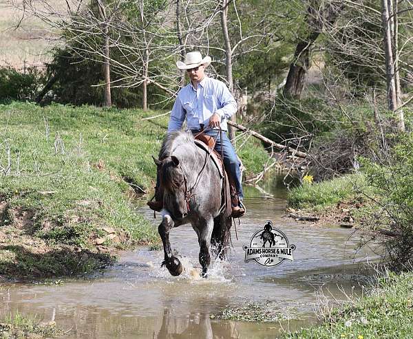 roping-draft-horse