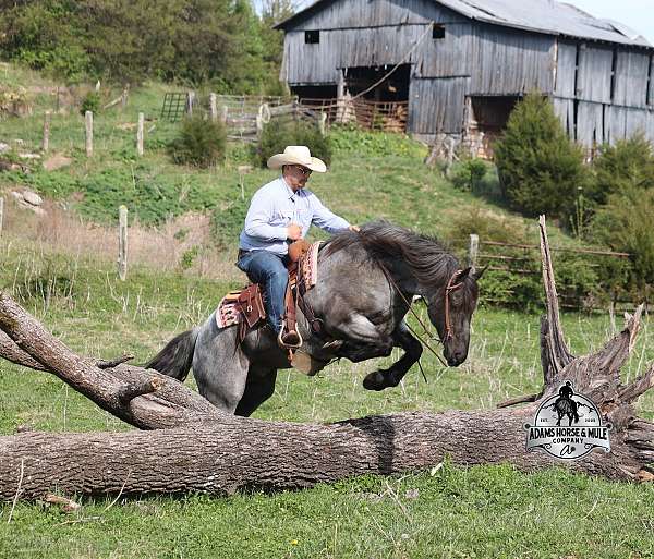 show-draft-horse