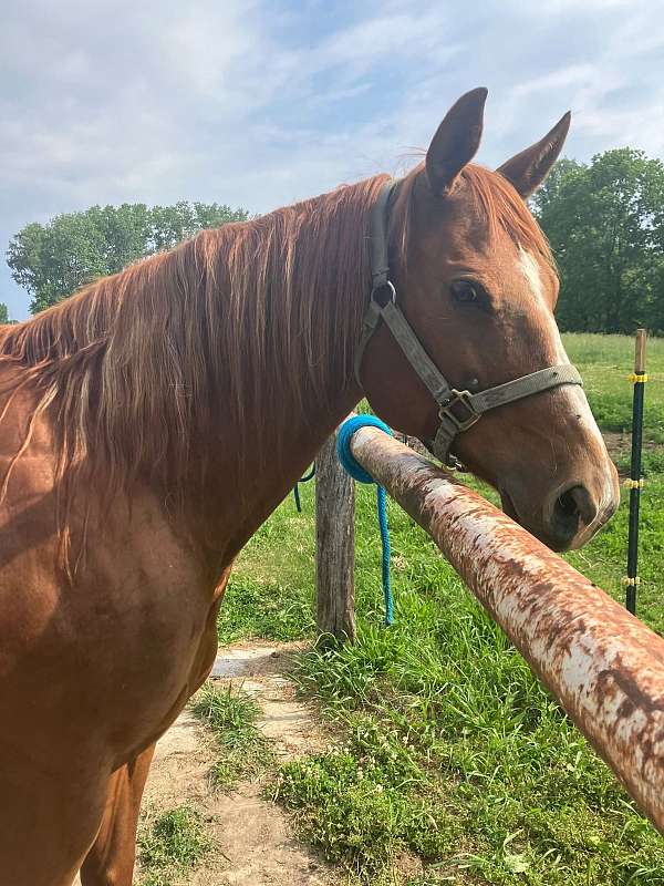 intimidator-horse