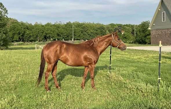 good-version-mare