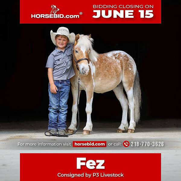 pinto-poa-gelding