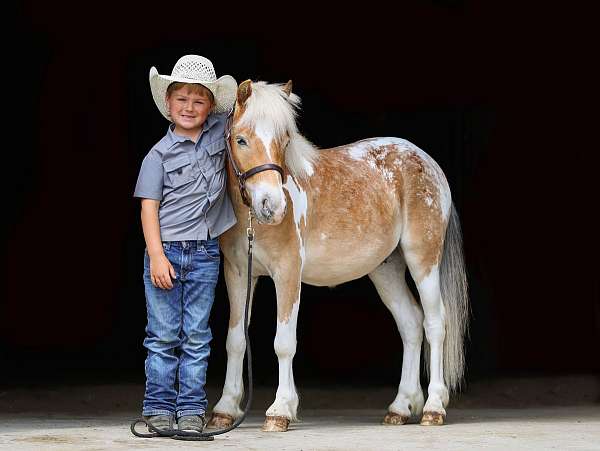 all-around-poa-pony