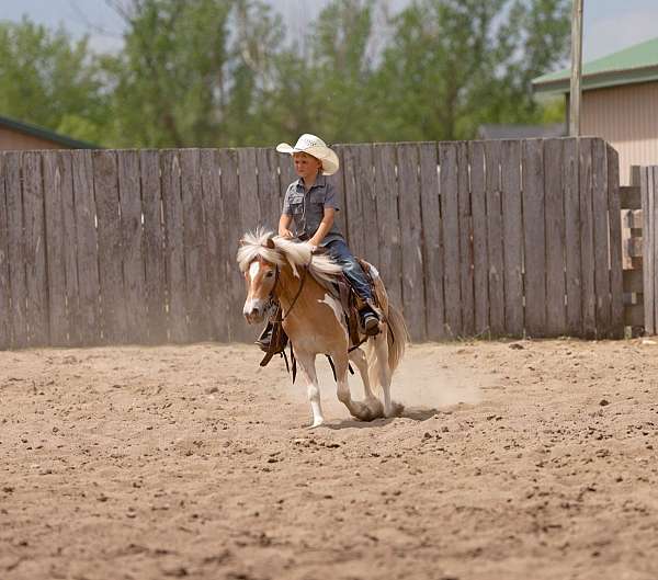 10-hand-poa-pony