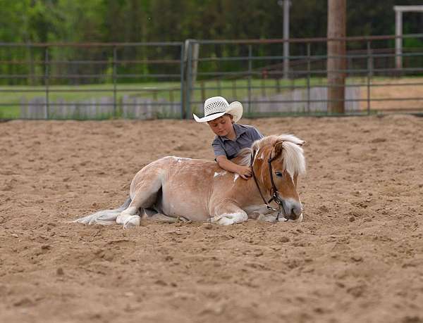beginner-poa-pony