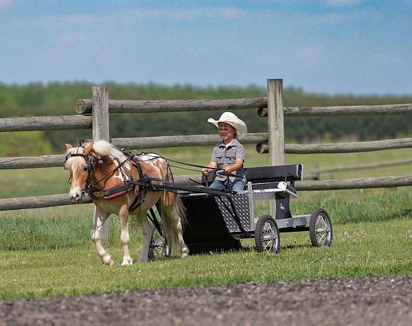 driving-poa-pony