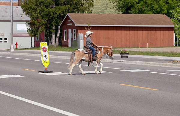 kid-safe-poa-pony