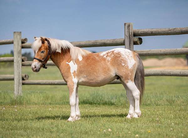 flashy-poa-pony