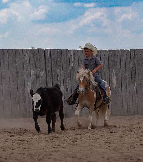 trail-poa-pony