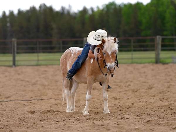 trail-riding-poa-pony