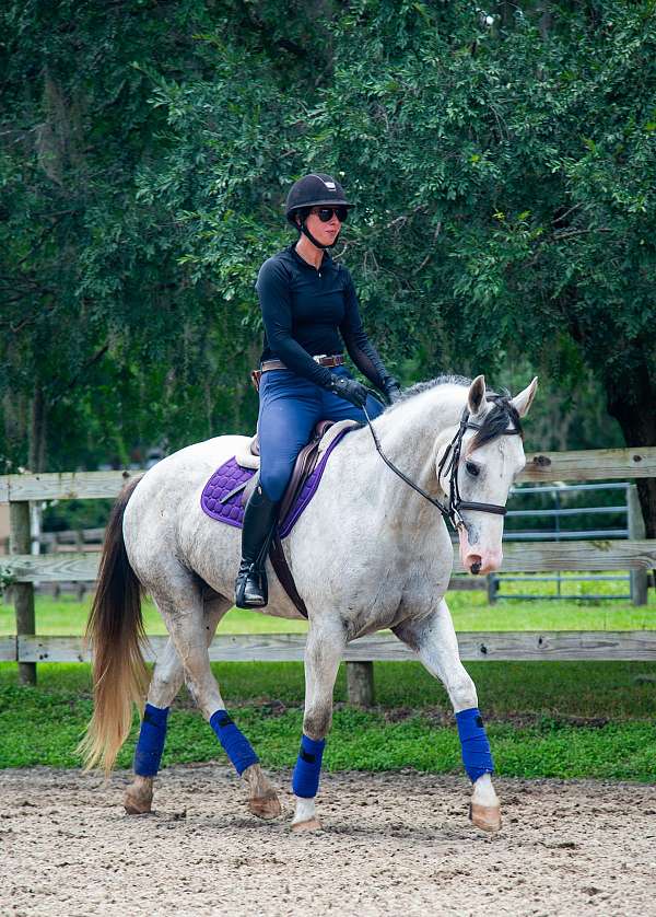 cross-draft-horse