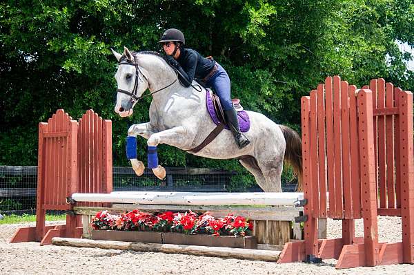 husband-safe-draft-horse