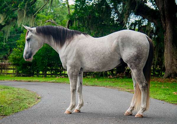 jumping-draft-horse