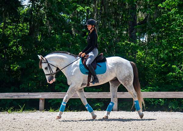 ridden-english-draft-horse