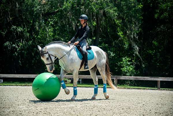 ridden-western-draft-horse