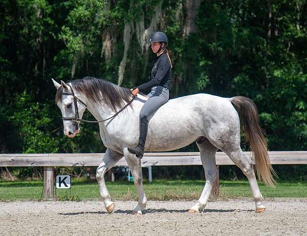 trail-riding-draft-horse