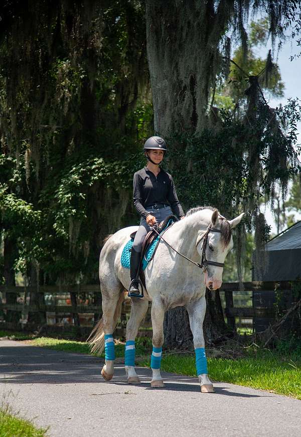 show-draft-horse