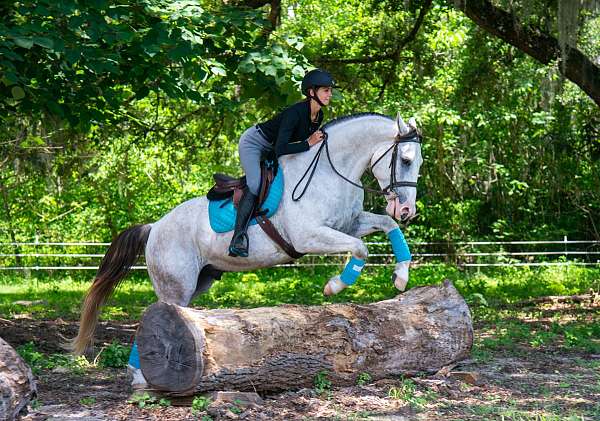 trail-draft-horse