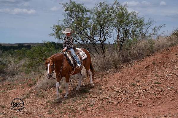 ranch-work-paint-pony