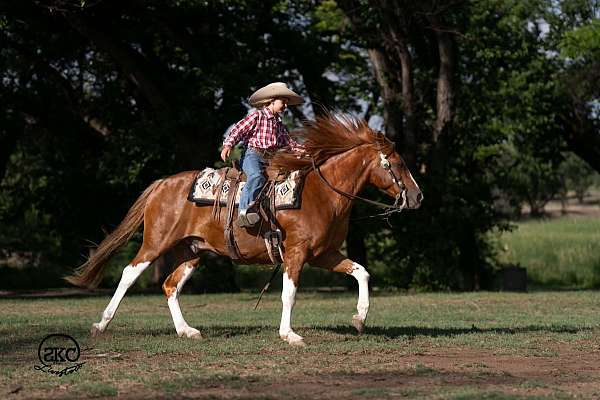 trail-paint-pony