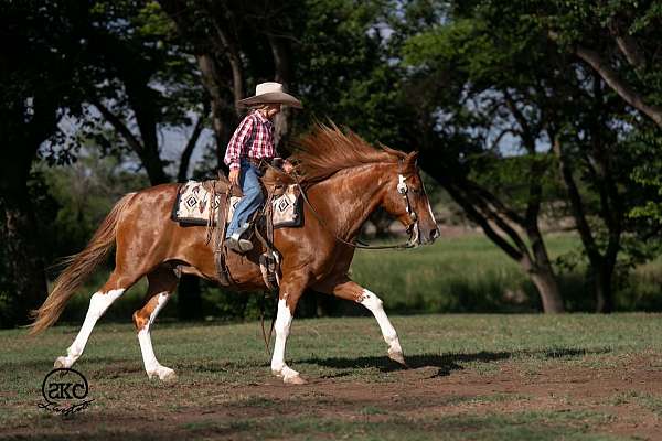 working-cattle-paint-pony