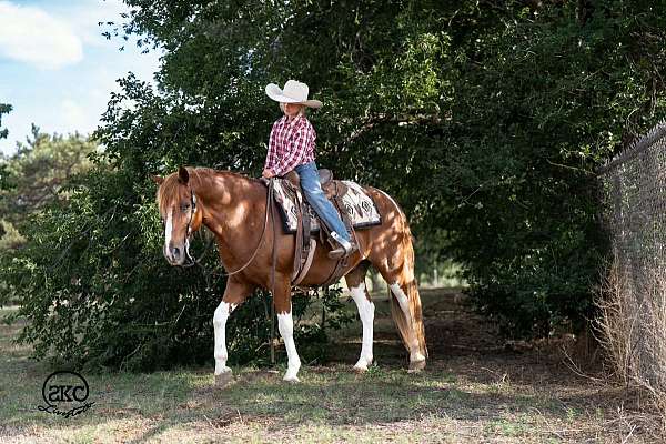 western-riding-paint-pony