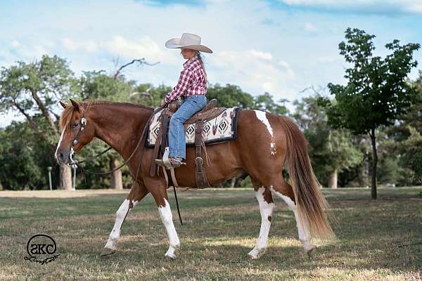pinto-paint-pony-gelding