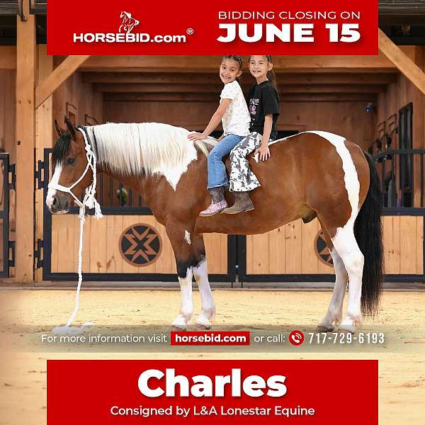 all-around-draft-horse
