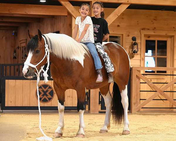 athletic-draft-horse
