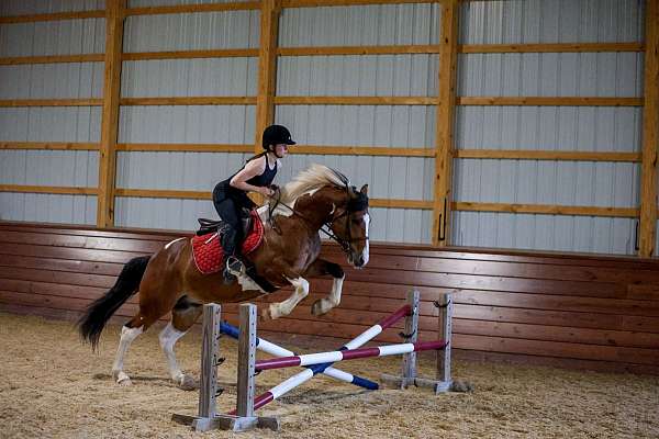 beginner-draft-horse