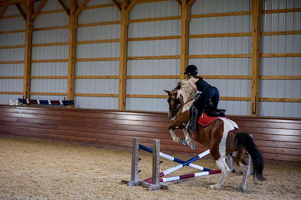 kid-safe-draft-horse