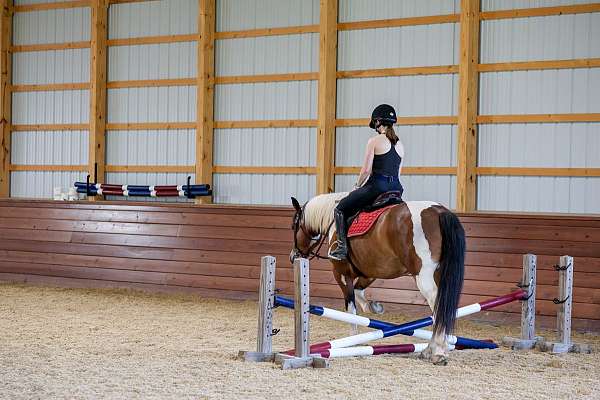 lesson-draft-horse