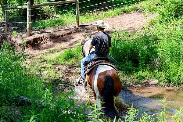 ridden-english-draft-horse
