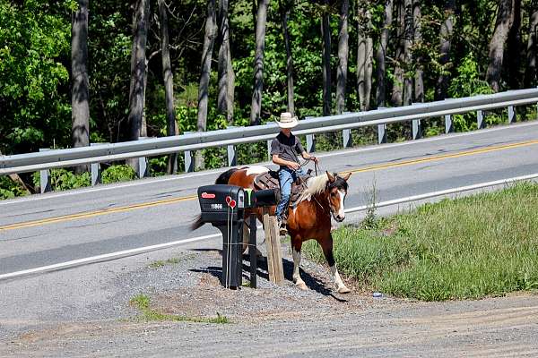 show-draft-horse