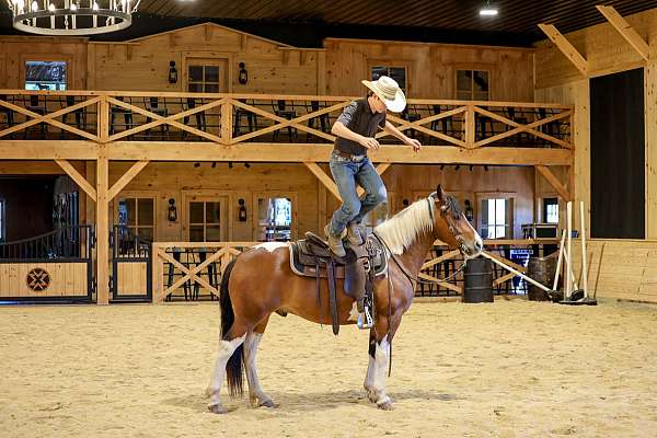 trail-draft-horse