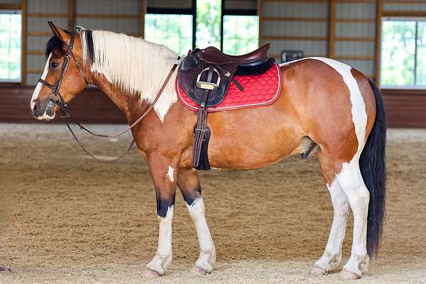 trail-riding-draft-horse