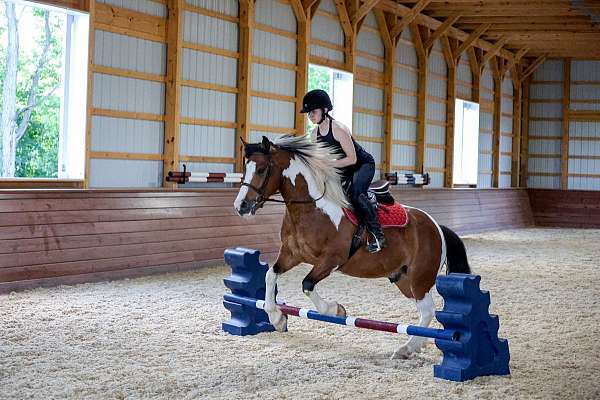 pinto-draft-gelding