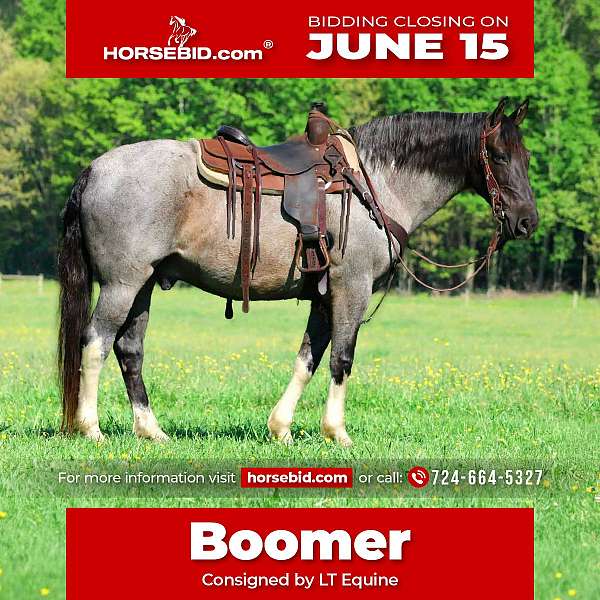 blue-roan-all-around-horse