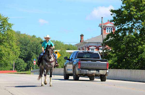 blue-roan-athletic-horse