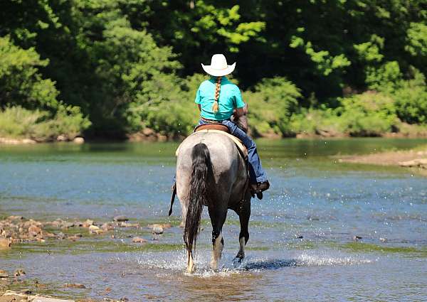 blue-roan-flashy-horse