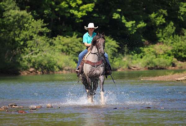 blue-roan-gaited-horse