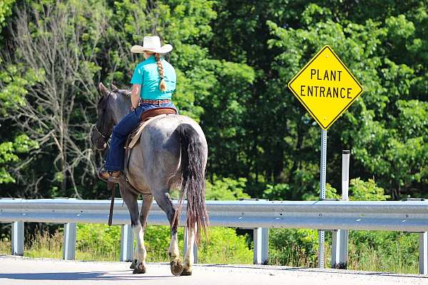 blue-roan-kid-safe-horse