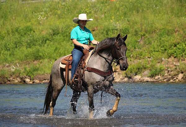 blue-roan-ranch-horse