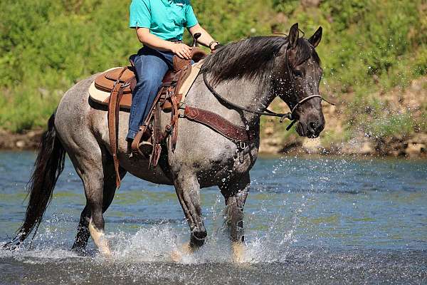 blue-roan-show-horse