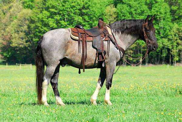 blue-roan-show-hack-horse