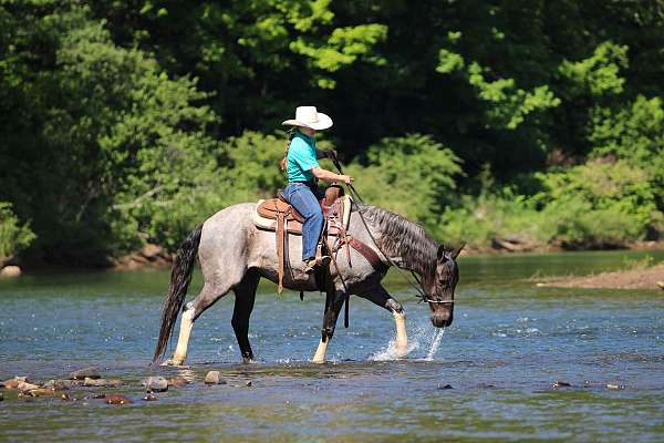 blue-roan-trail-horse