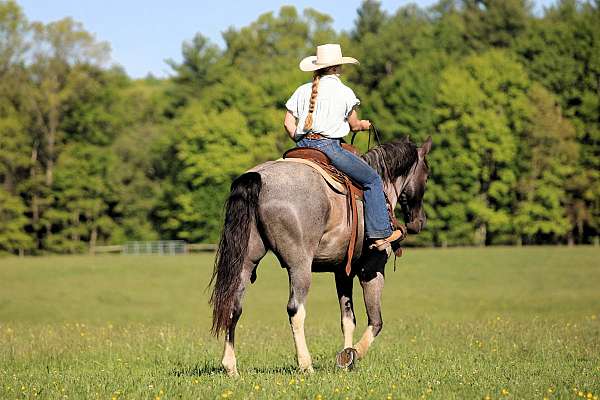 blue-roan-trail-riding-horse